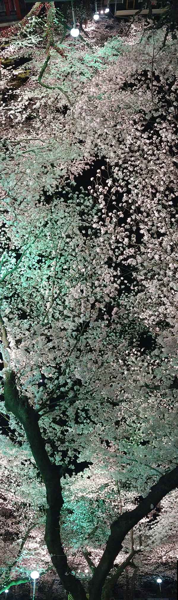 拡大　桜の銀河